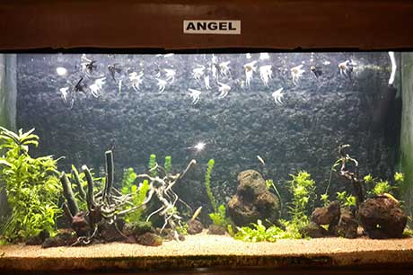 Aquarium Image 9